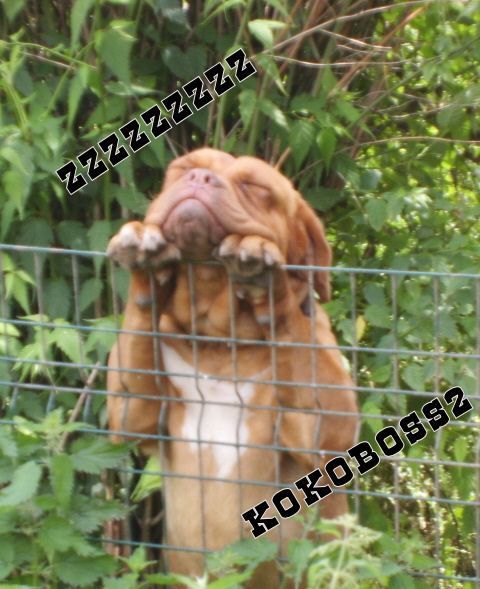 Rencontre avec un ours que faire